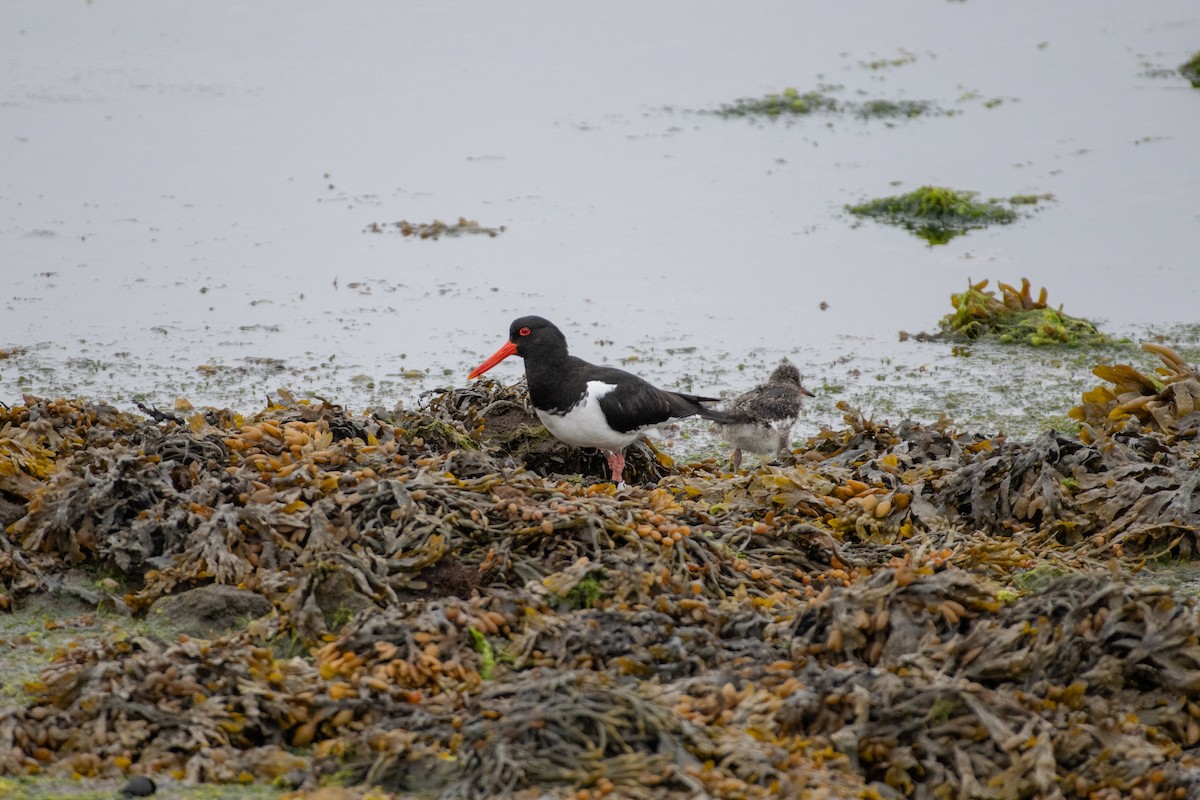 Eurasian Oystercatcher - ML620582901