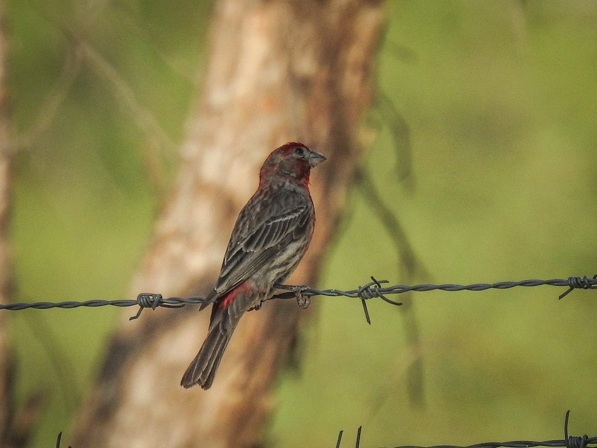 House Finch - Sergio Castañeda Ramos