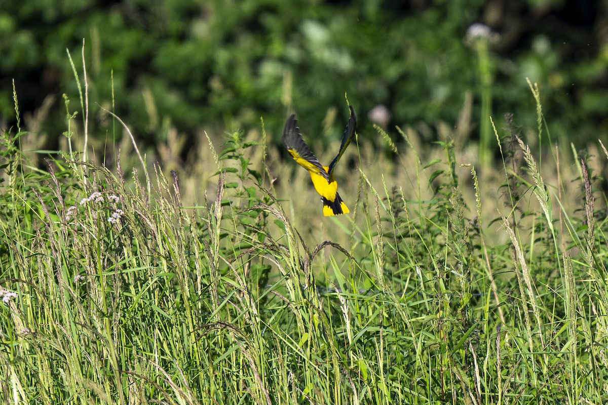 Eurasian Golden Oriole - ML620582909