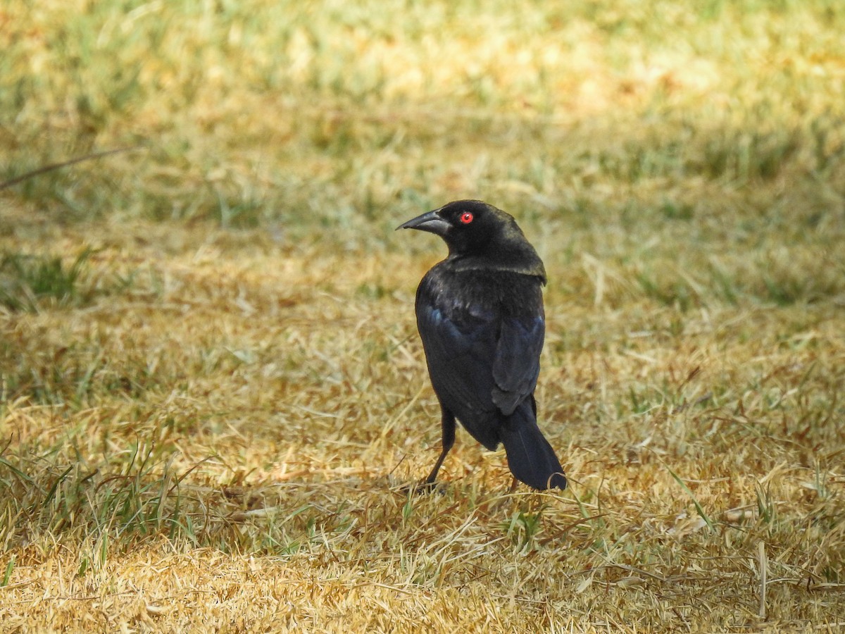 Bronzed Cowbird - ML620582910