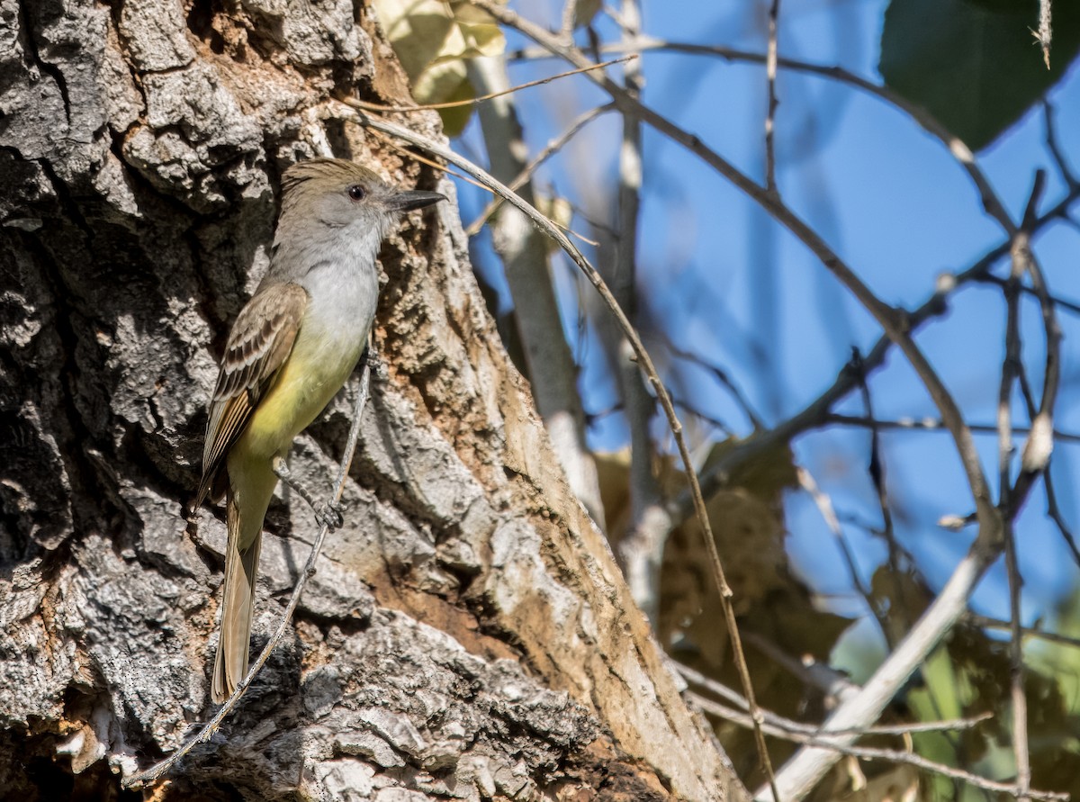 Brown-crested Flycatcher - ML620582911