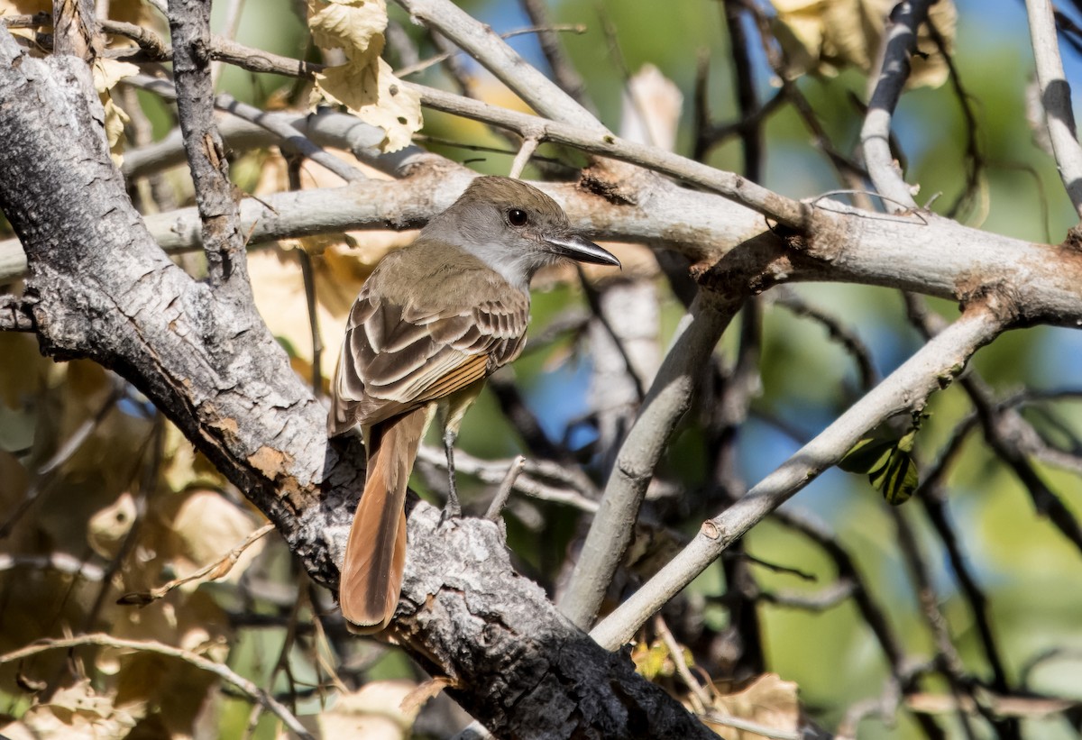 Brown-crested Flycatcher - ML620582915