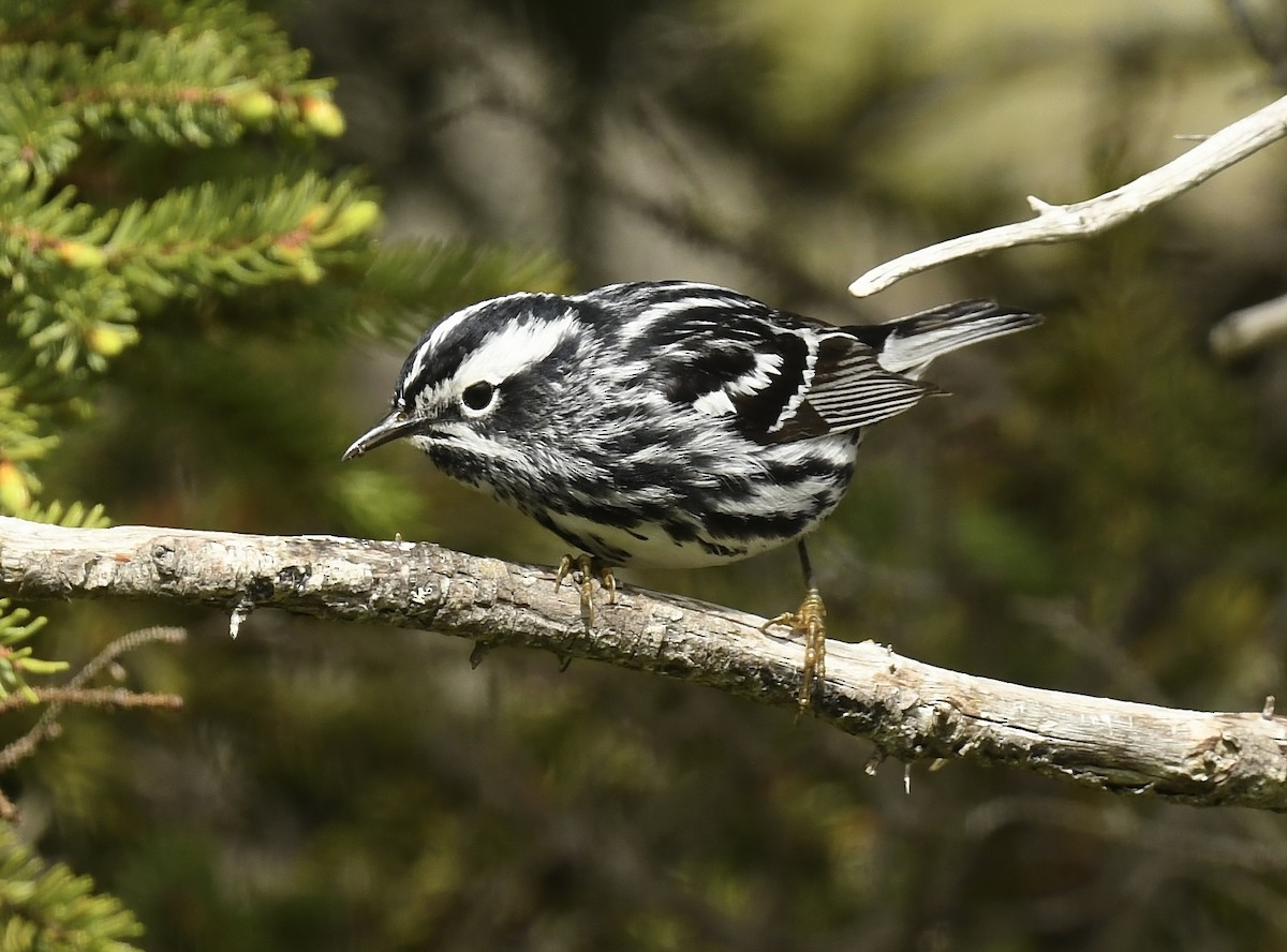 Black-and-white Warbler - ML620582924