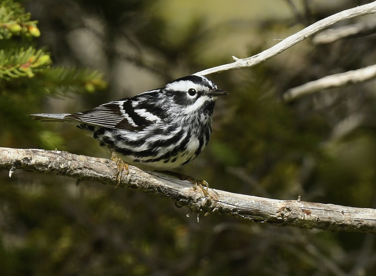 Black-and-white Warbler - ML620582925