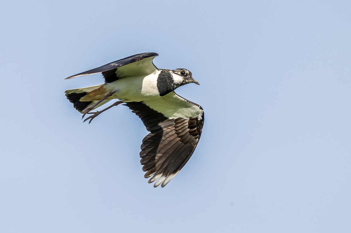 Northern Lapwing - ML620582926