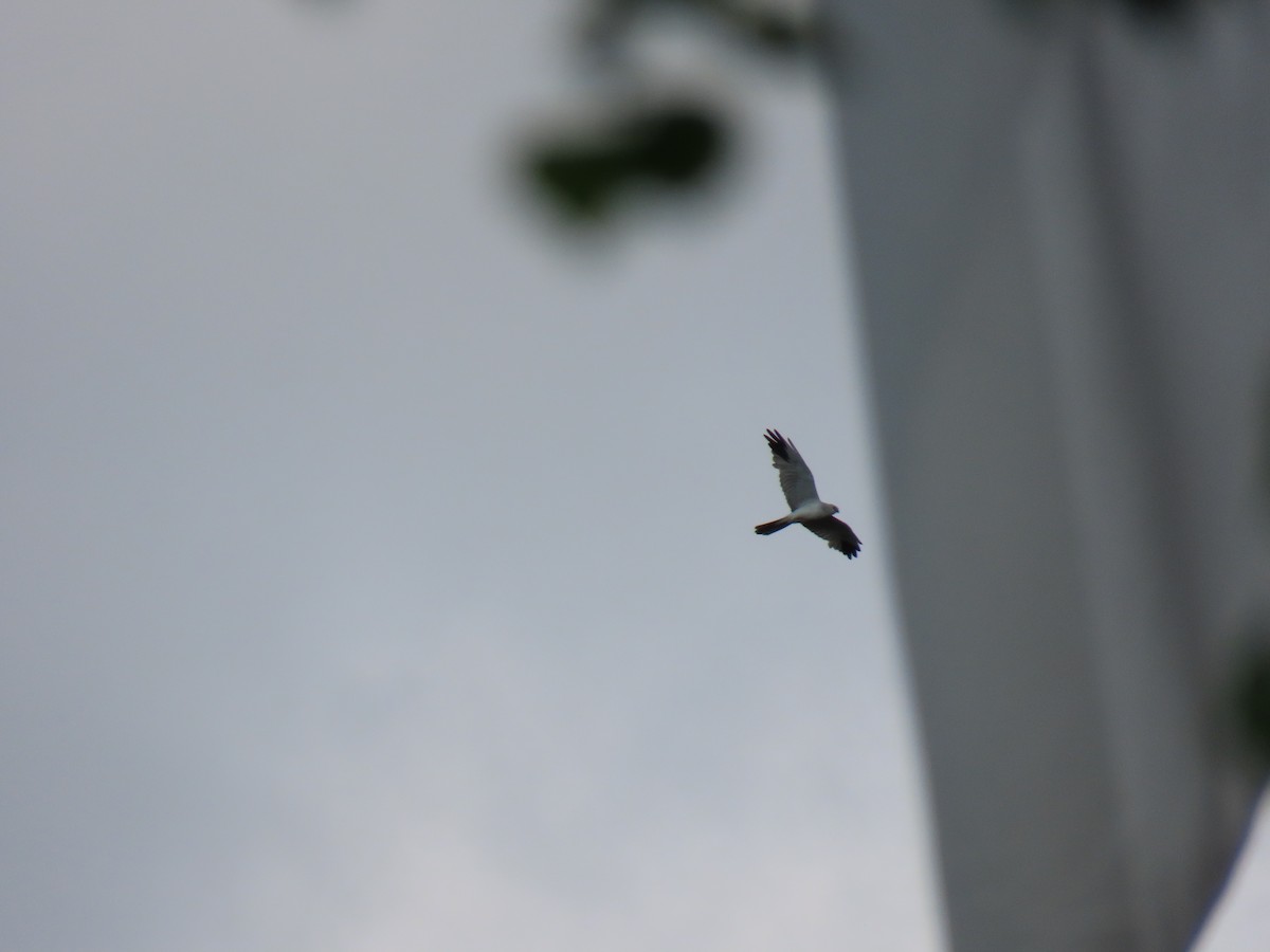 Pallid Harrier - ML620582927