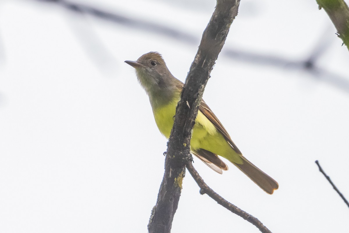 Great Crested Flycatcher - Bob Bowhay