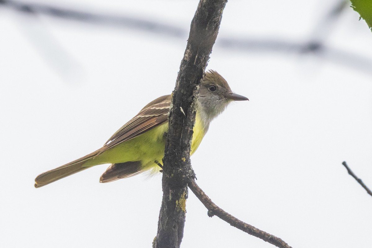 Great Crested Flycatcher - ML620582932