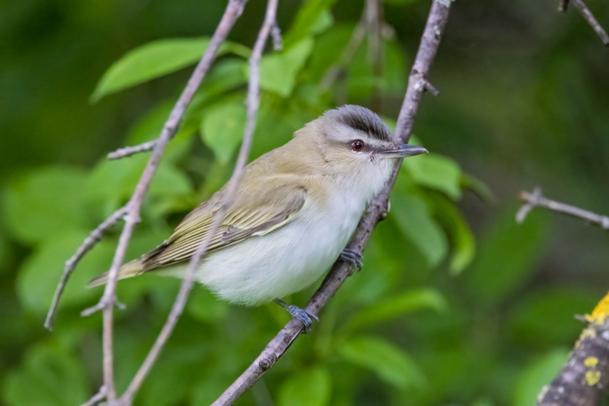 Kızıl Gözlü Vireo - ML620582934