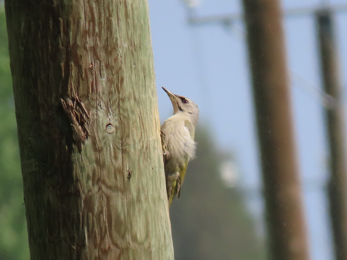 Gray-headed Woodpecker - ML620582940