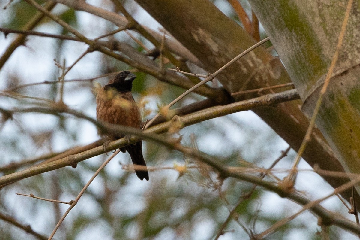 Black-throated Munia - ML620582949