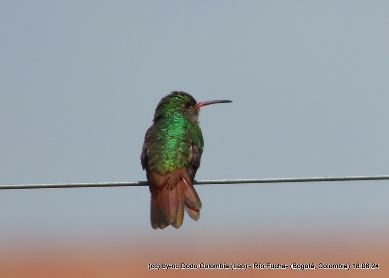 Rufous-tailed Hummingbird - ML620582956