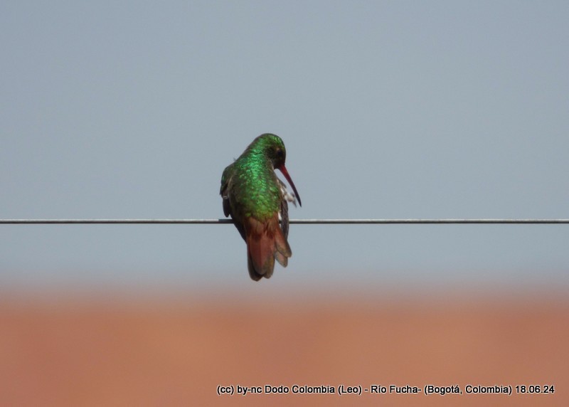 Rufous-tailed Hummingbird - Leonardo Ortega (Dodo Colombia)