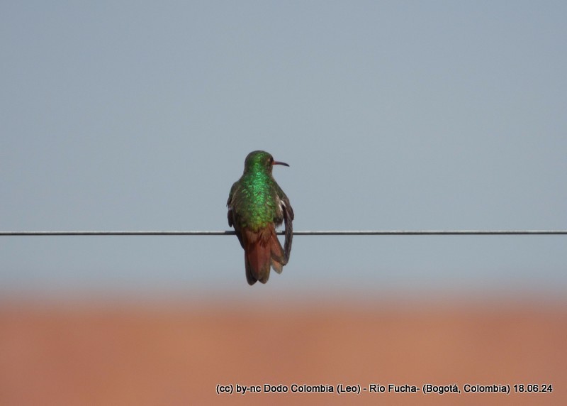 Rufous-tailed Hummingbird - ML620582958