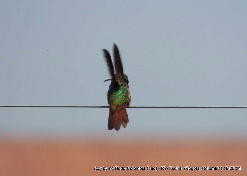 Rufous-tailed Hummingbird - ML620582959