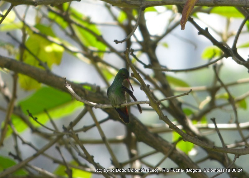 Rufous-tailed Hummingbird - ML620582960