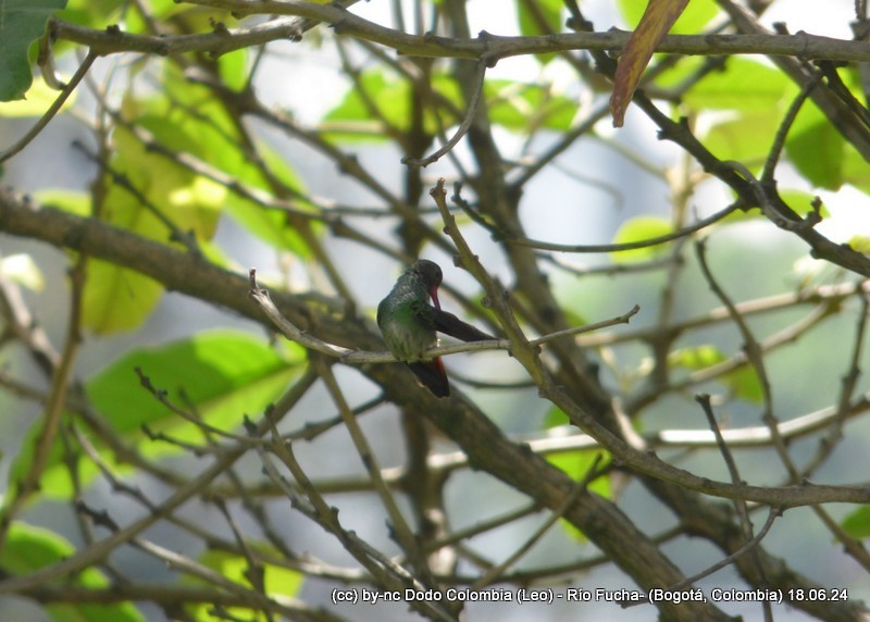 Rufous-tailed Hummingbird - ML620582961