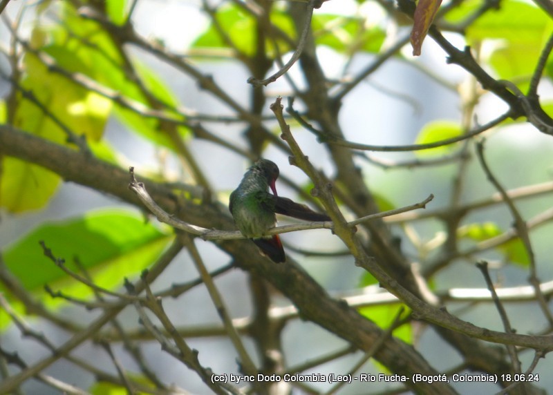 Rufous-tailed Hummingbird - ML620582962