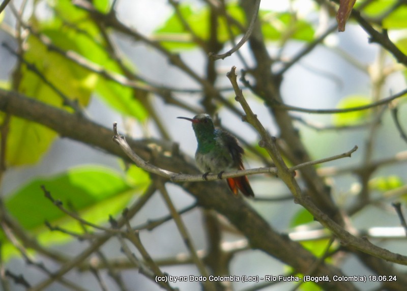 Rufous-tailed Hummingbird - ML620582963