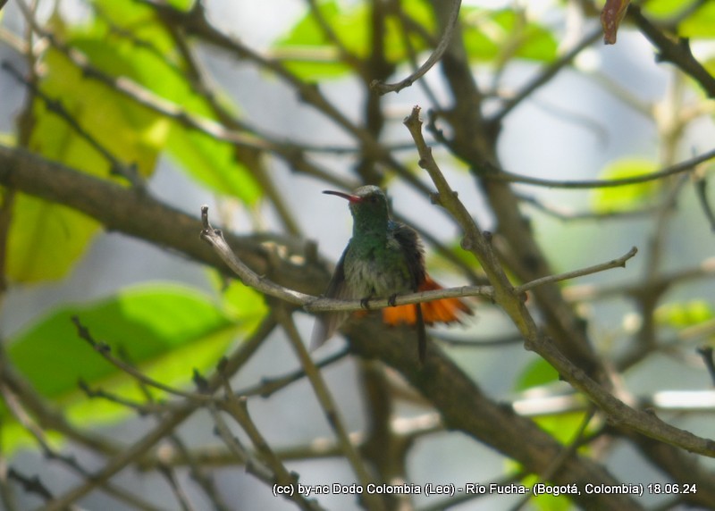 Rufous-tailed Hummingbird - ML620582964