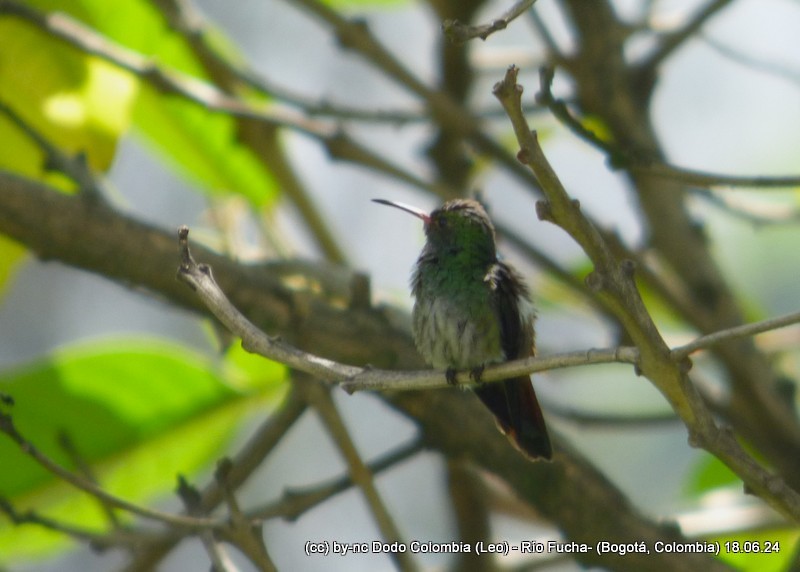 Rufous-tailed Hummingbird - ML620582965