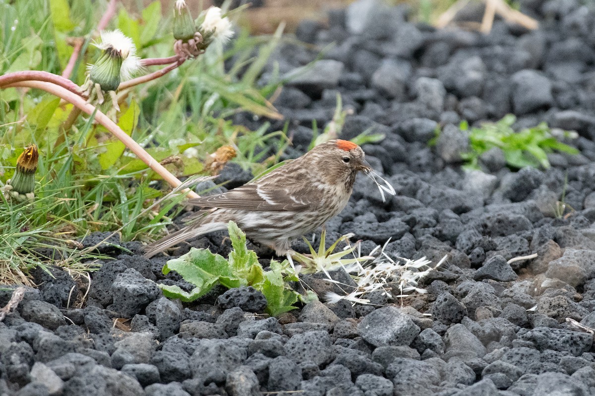 תפוחית שחורת-סנטר (שחורת-סנטר/איסלנדית) - ML620582969