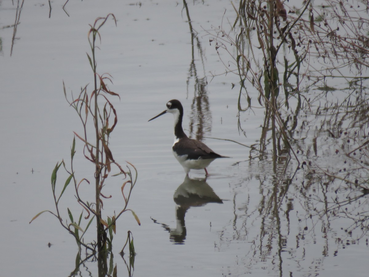 Black-necked Stilt - ML620582977