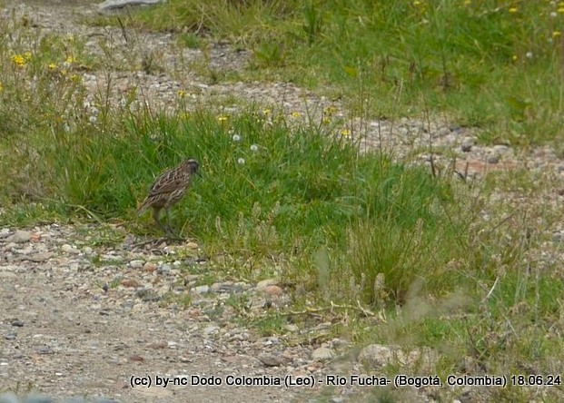 Eastern Meadowlark - Leonardo Ortega (Dodo Colombia)