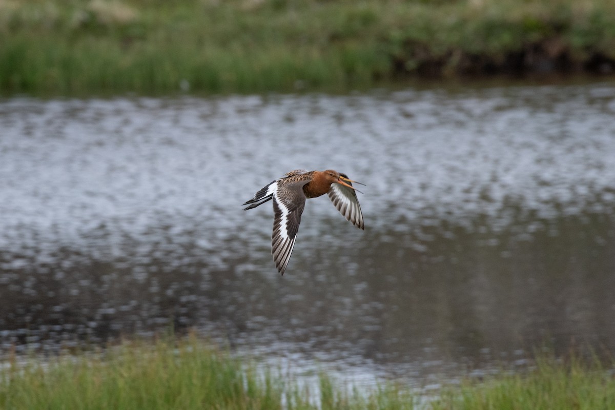 לימוזה מצויה - ML620582983