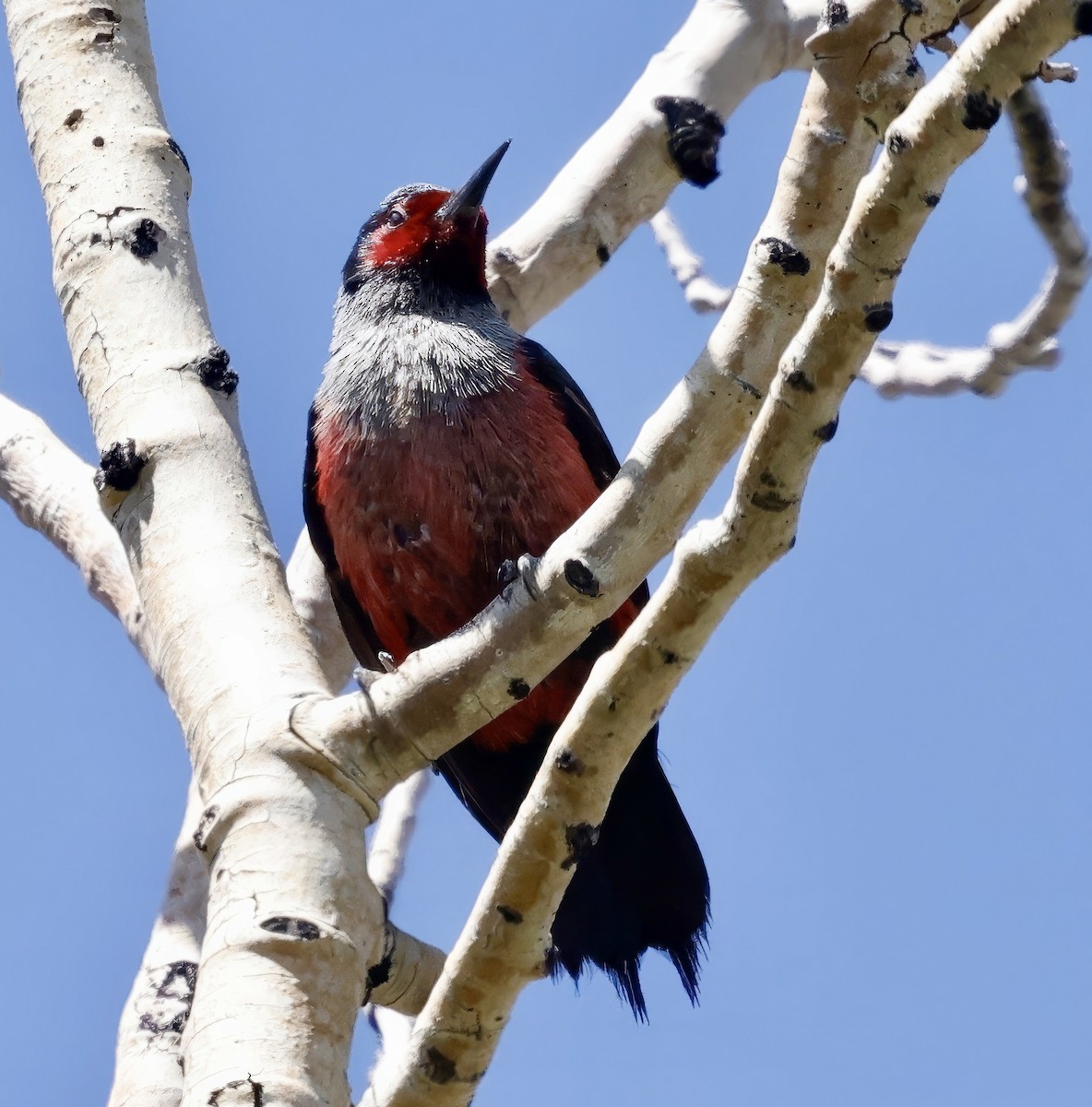 Lewis's Woodpecker - ML620582985