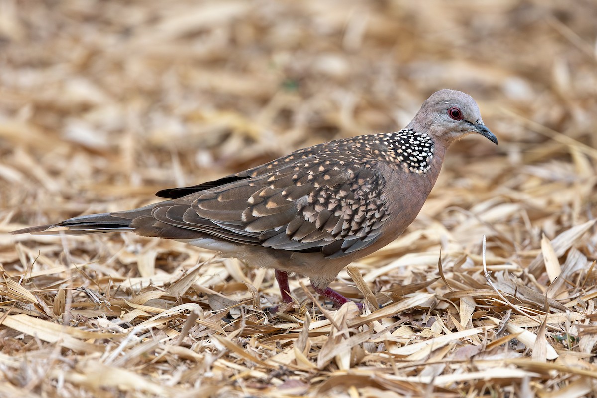Spotted Dove - ML620582987