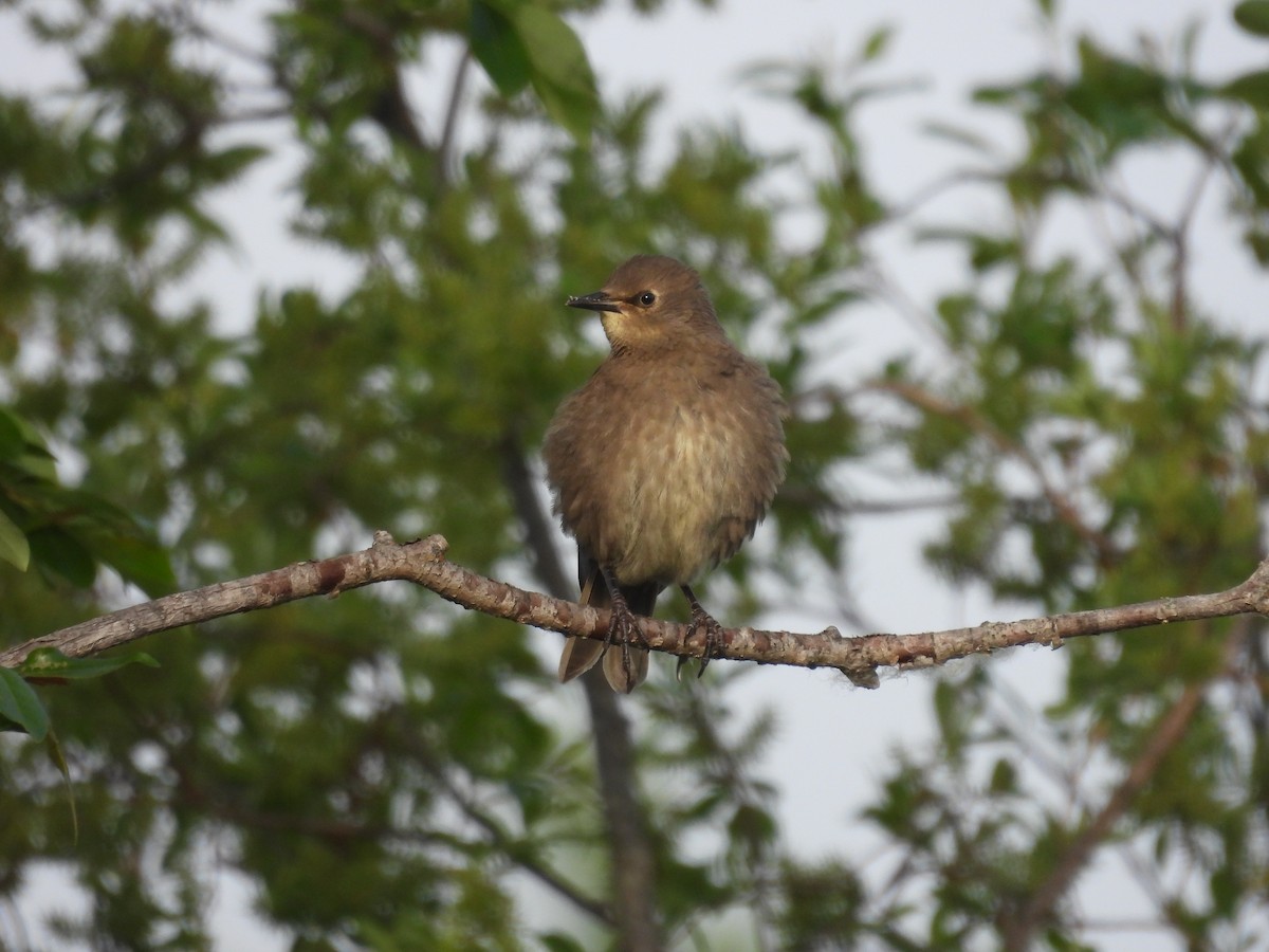 歐洲椋鳥 - ML620582990