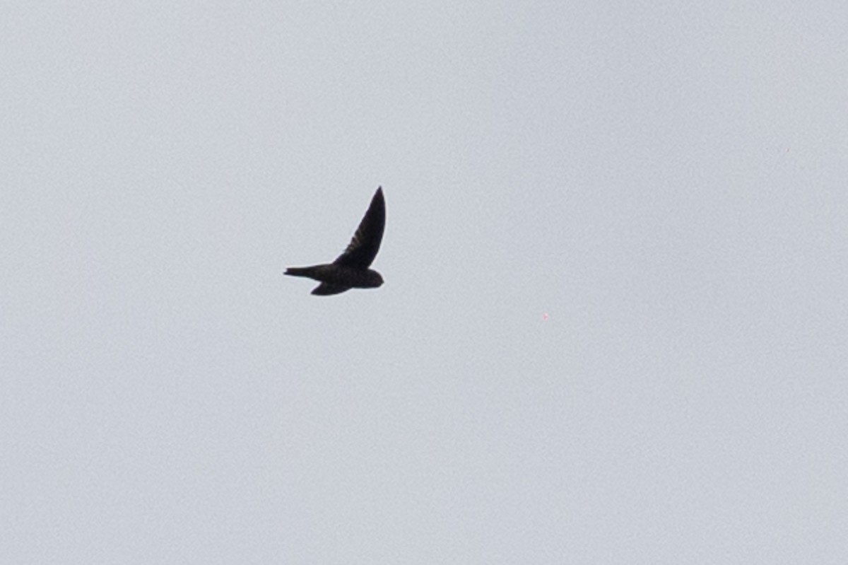 Indian Swiftlet - ML620582991
