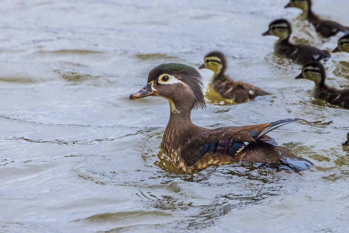 Wood Duck - ML620582992