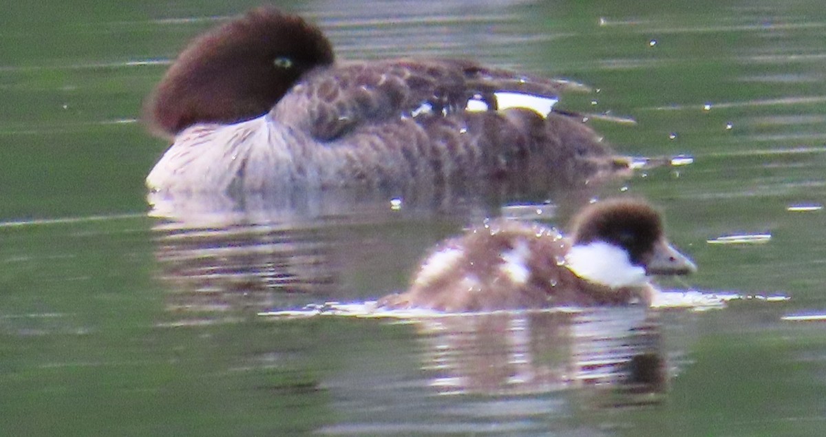 Common Goldeneye - ML620582995