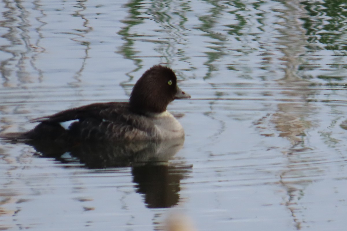 Common Goldeneye - ML620582996