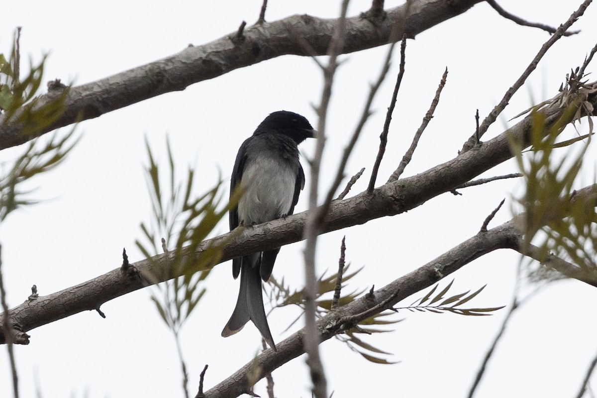 Drongo à ventre blanc - ML620583002