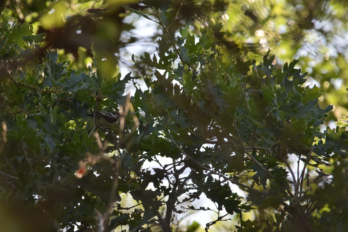 Chestnut-sided Warbler - ML620583004