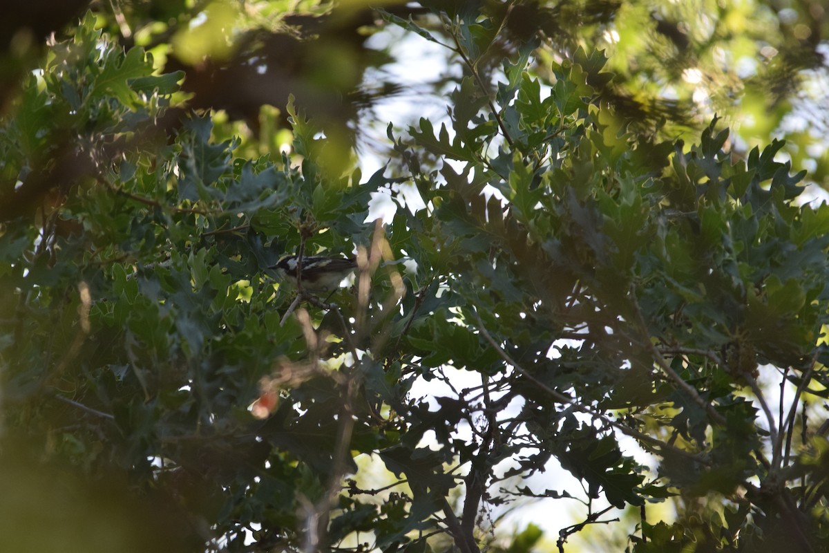 Chestnut-sided Warbler - ML620583009