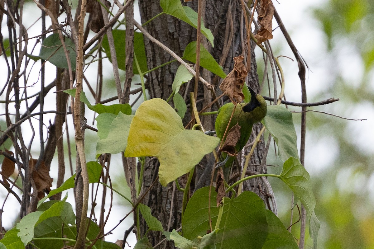 Jerdon's Leafbird - ML620583012