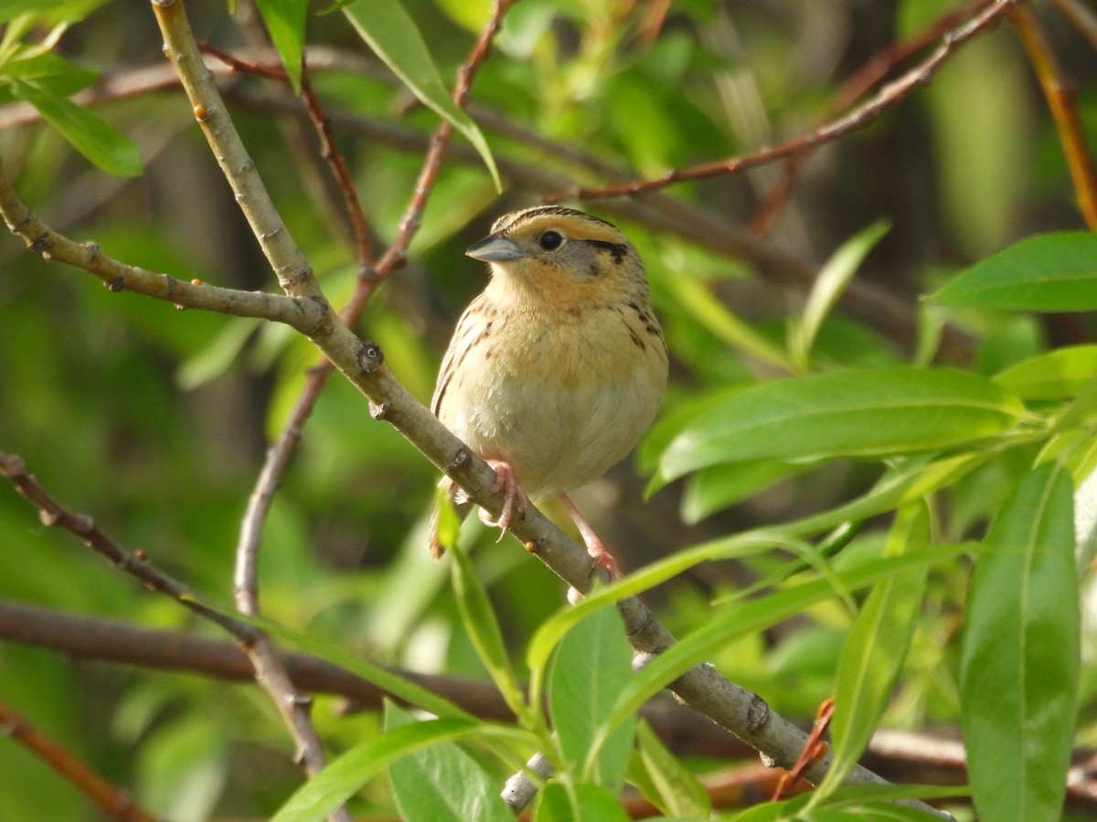 LeConte's Sparrow - ML620583014