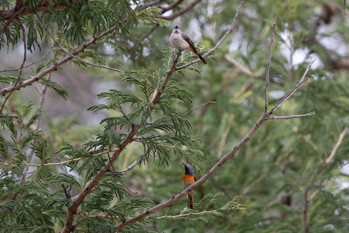 Small Minivet - ML620583018