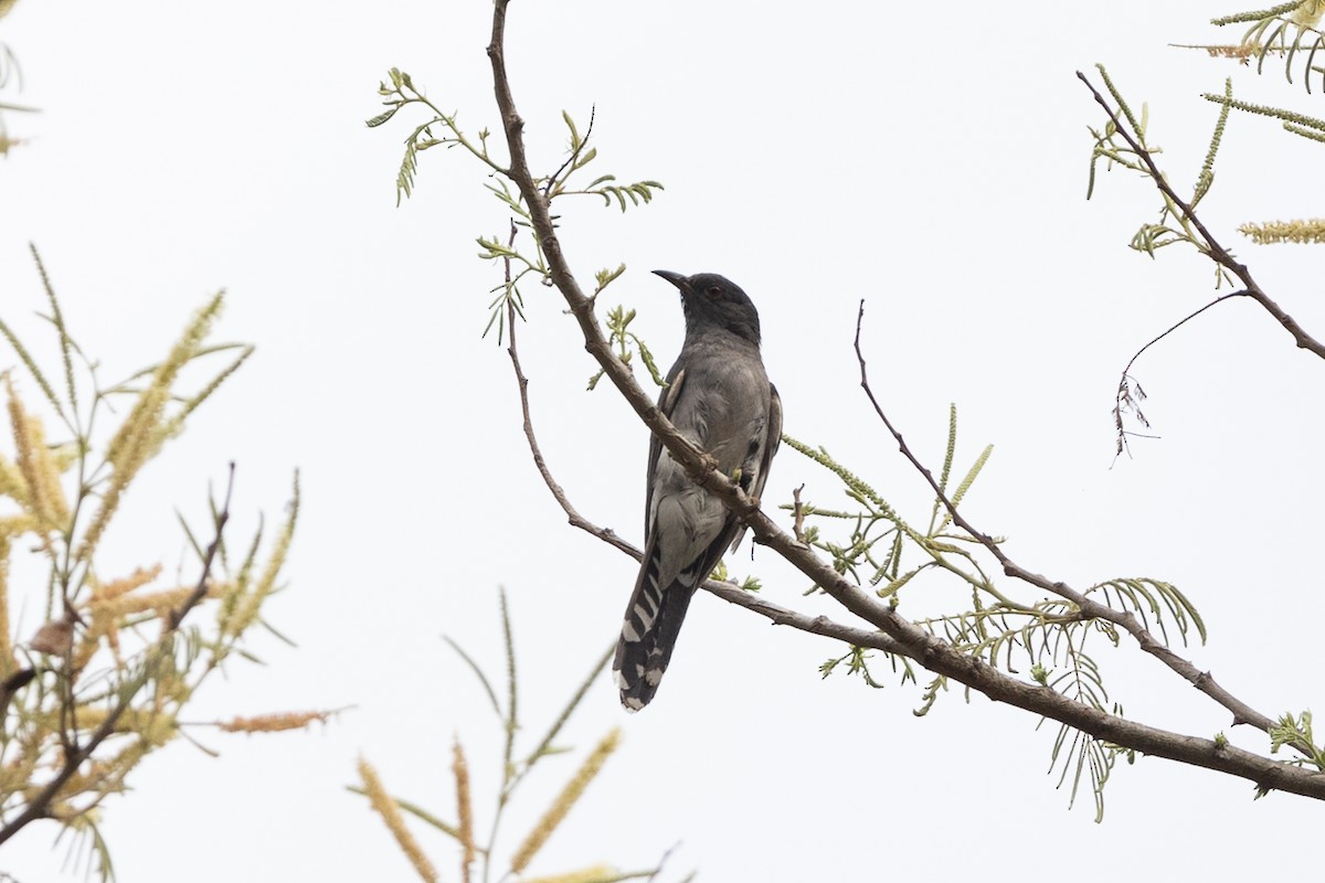 Gray-bellied Cuckoo - ML620583021