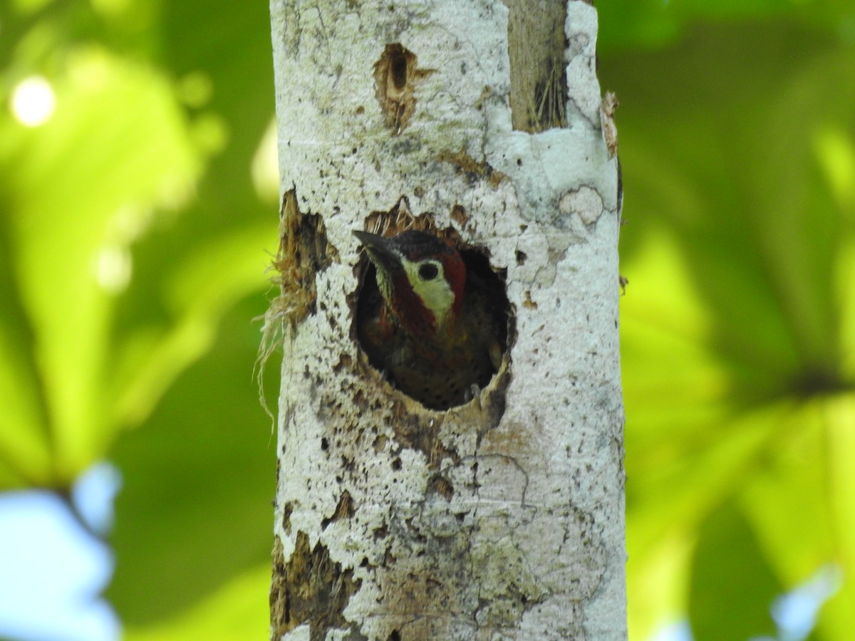 Spot-breasted Woodpecker - ML620583025