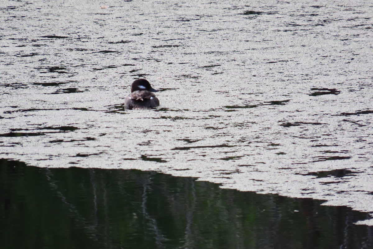 Bufflehead - Kathy Criddle