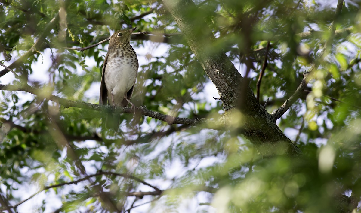 Swainson's Thrush - ML620583040