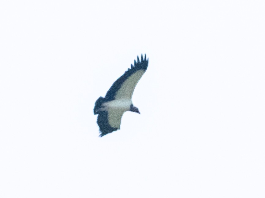 King Vulture - ML620583044