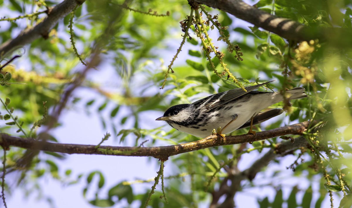 Blackpoll Warbler - Alex Eberts