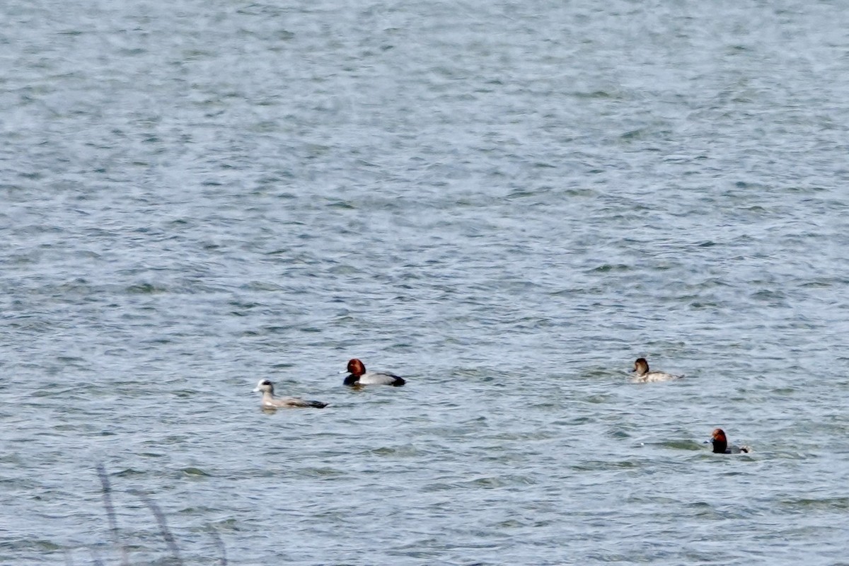 Canard d'Amérique - ML620583048