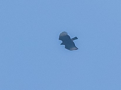 Black-and-chestnut Eagle - ML620583050
